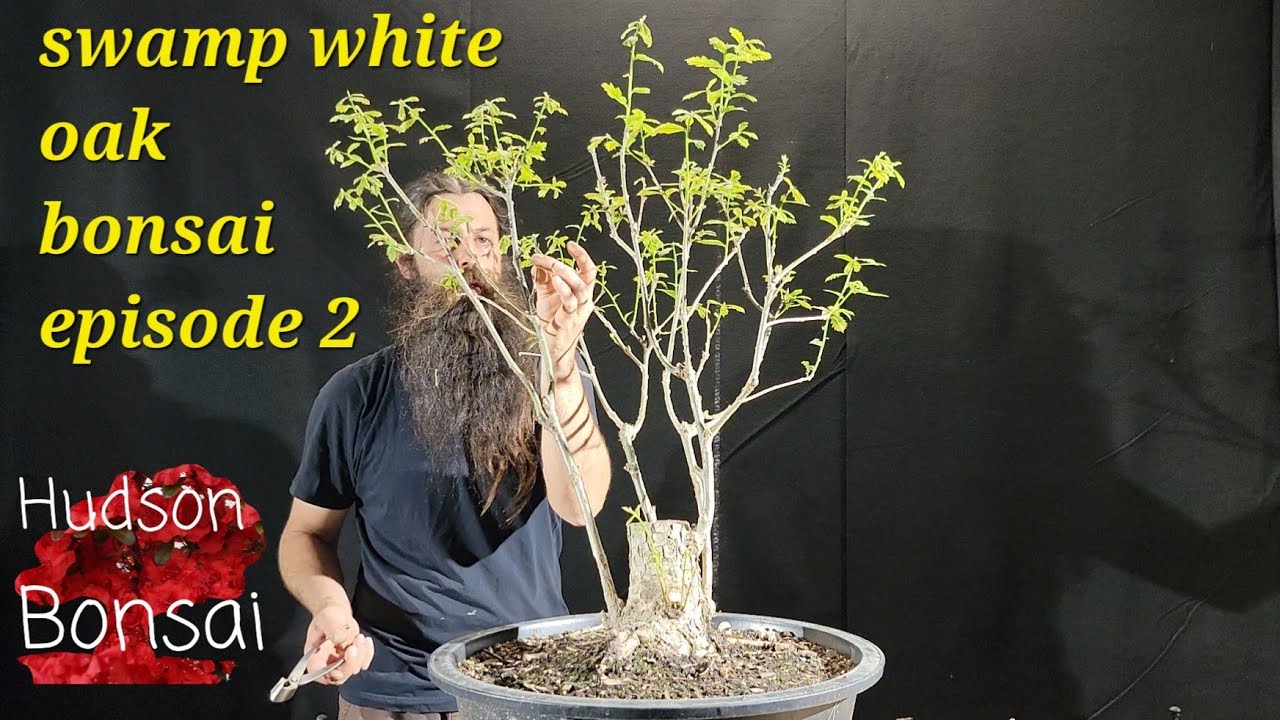 Swamp white oak bonsai yamadori (part 2)