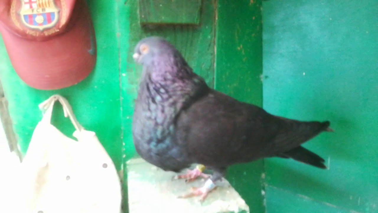 Palomas buchonas buchón canario esto va de unas hembras