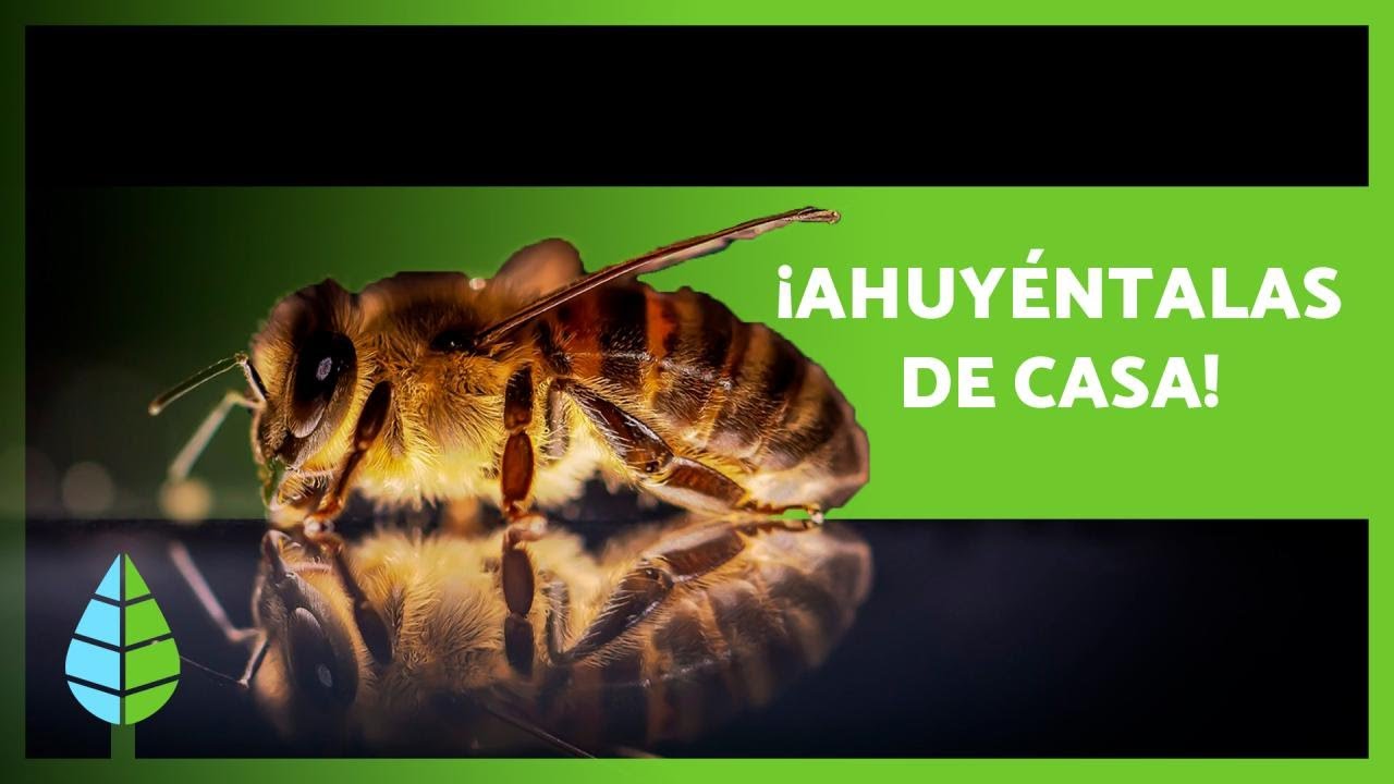 Cómo AHUYENTAR a las ABEJAS 💨🐝 (8 Repelentes Naturales)