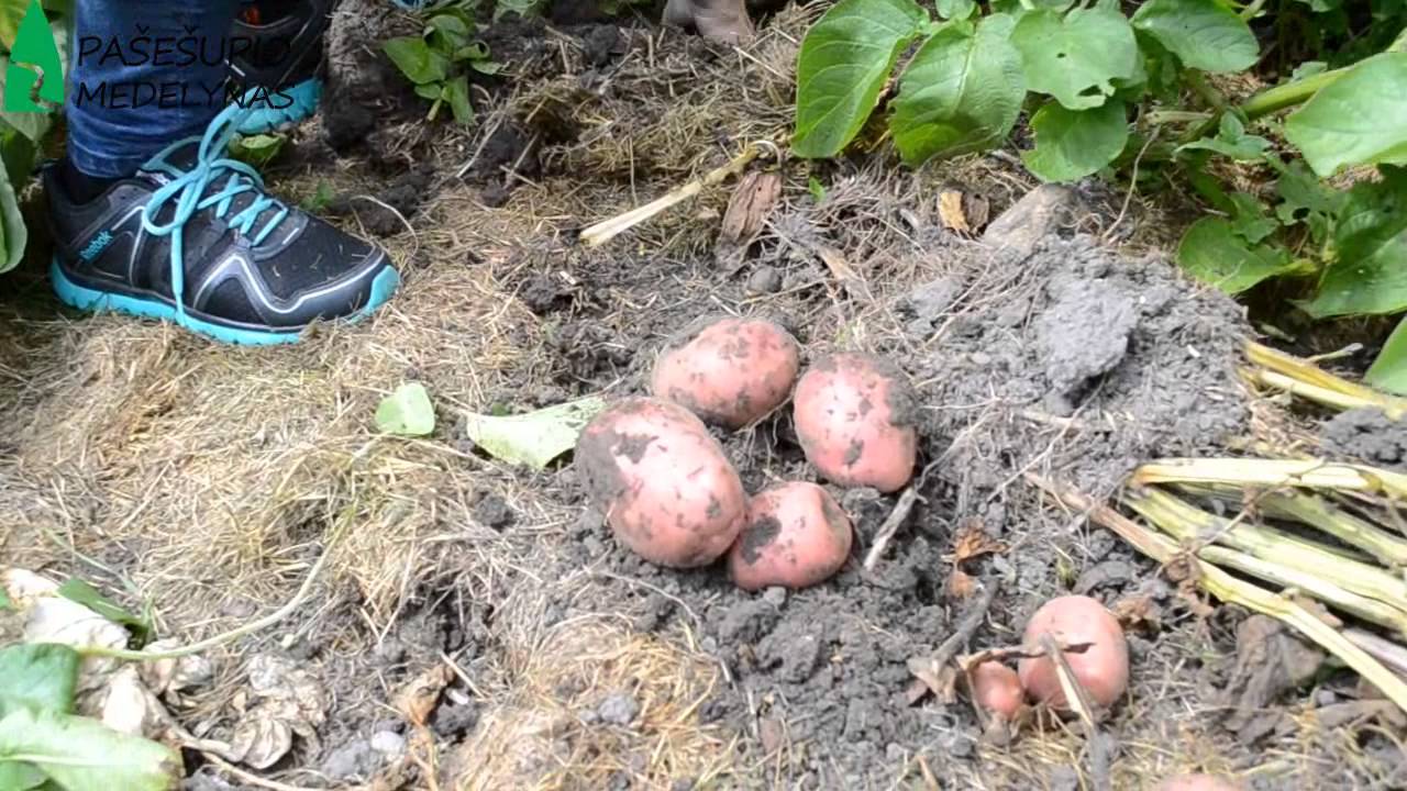 Mulčiuotos bulvės