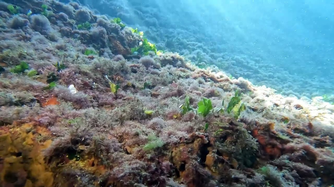 Special Seas - National Marine Park of Alonissos
