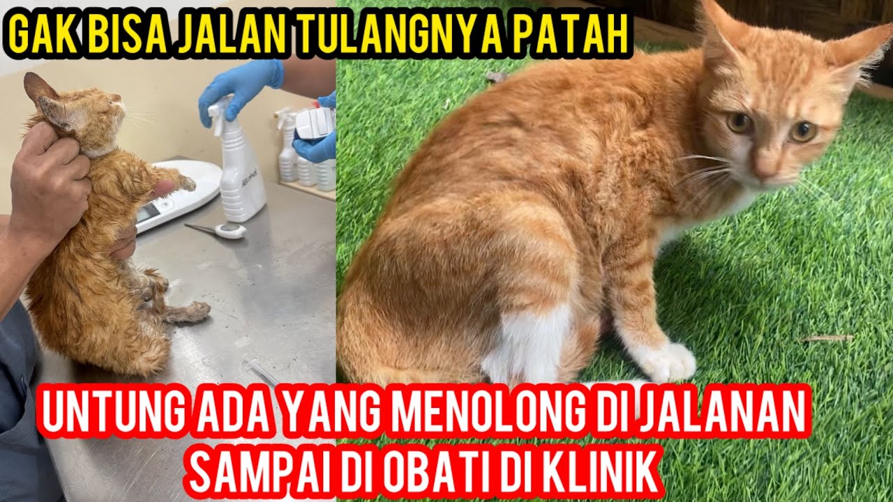 KISAH KUCING OYEN SEDIH SETELAH KECELAKAN DI JALANAN AKHIRNYA DAPAT TEMPAT TINGGAL..‼️