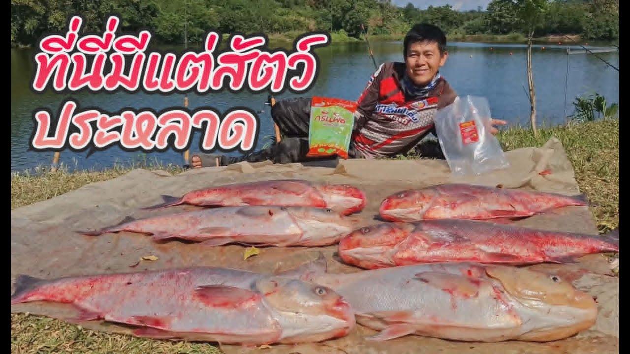 หมายนี้ไม่ธรรมดาครับ สัตว์ประหลาดทั้งนั้น  อ่างเก็บน้ำห้วยน้ำใส จ.เพชรบูรณ์ (คลิปที่ 460)