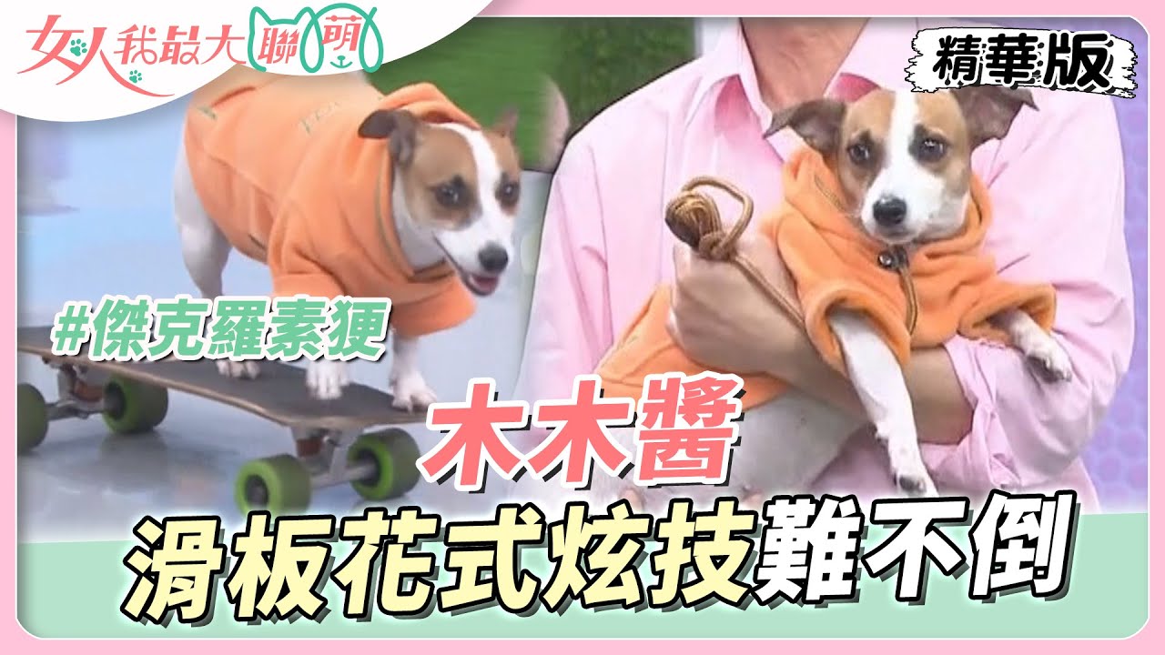 電影明星狗 木木醬！滑板小天才！花式炫技難不倒！  女人我最大 20230619