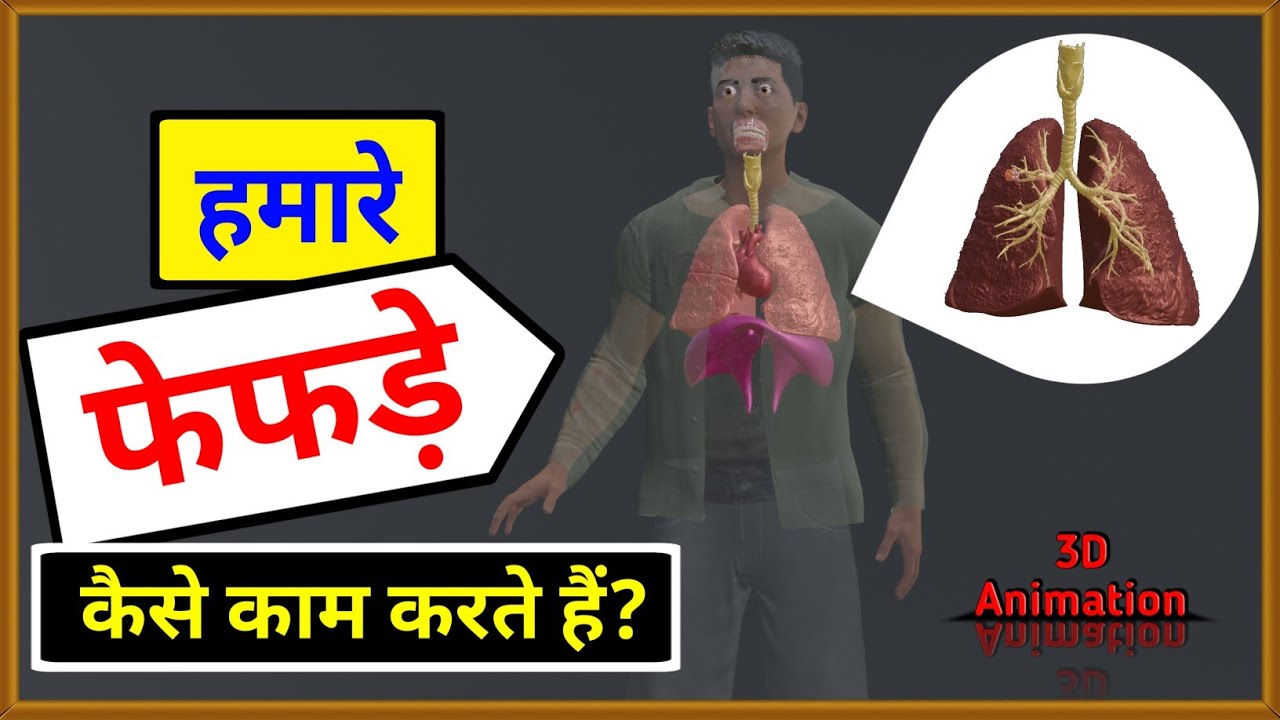 हमारे फेफड़े कैसे काम करते हैं? | How do our lungs work? | Human Respiratory System | 3D Animation🔥