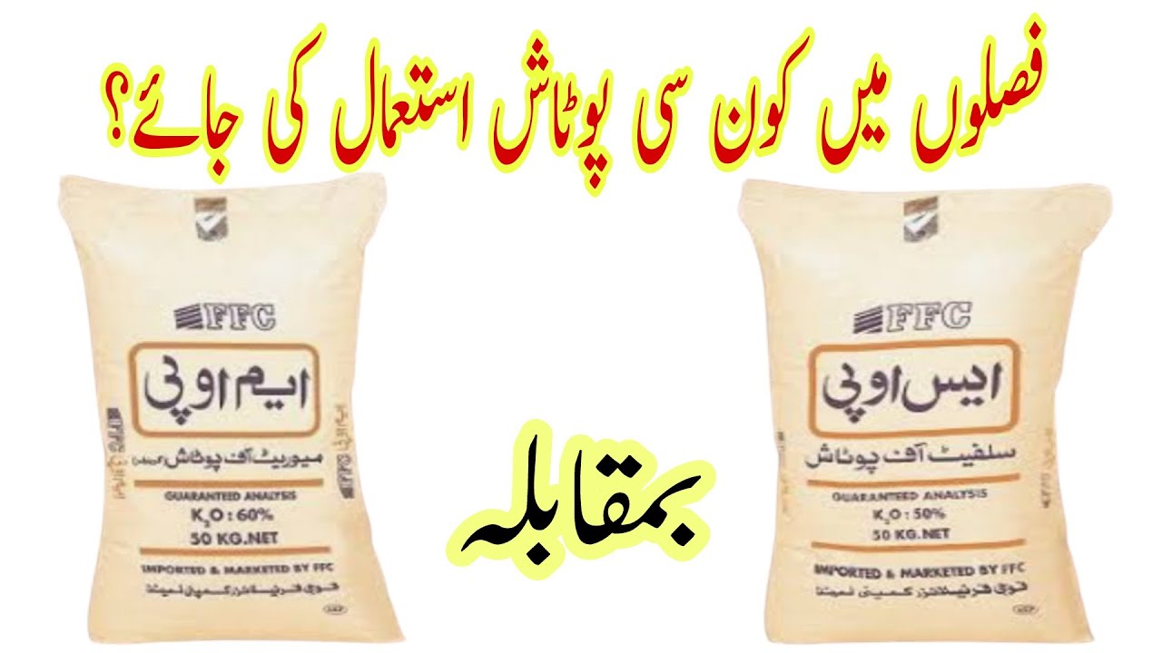 Potassium Fertilizers Comparison between SOP and MOP | فصلوں میں کون سی پوٹاش ڈالی جائے SOP یا MOP?