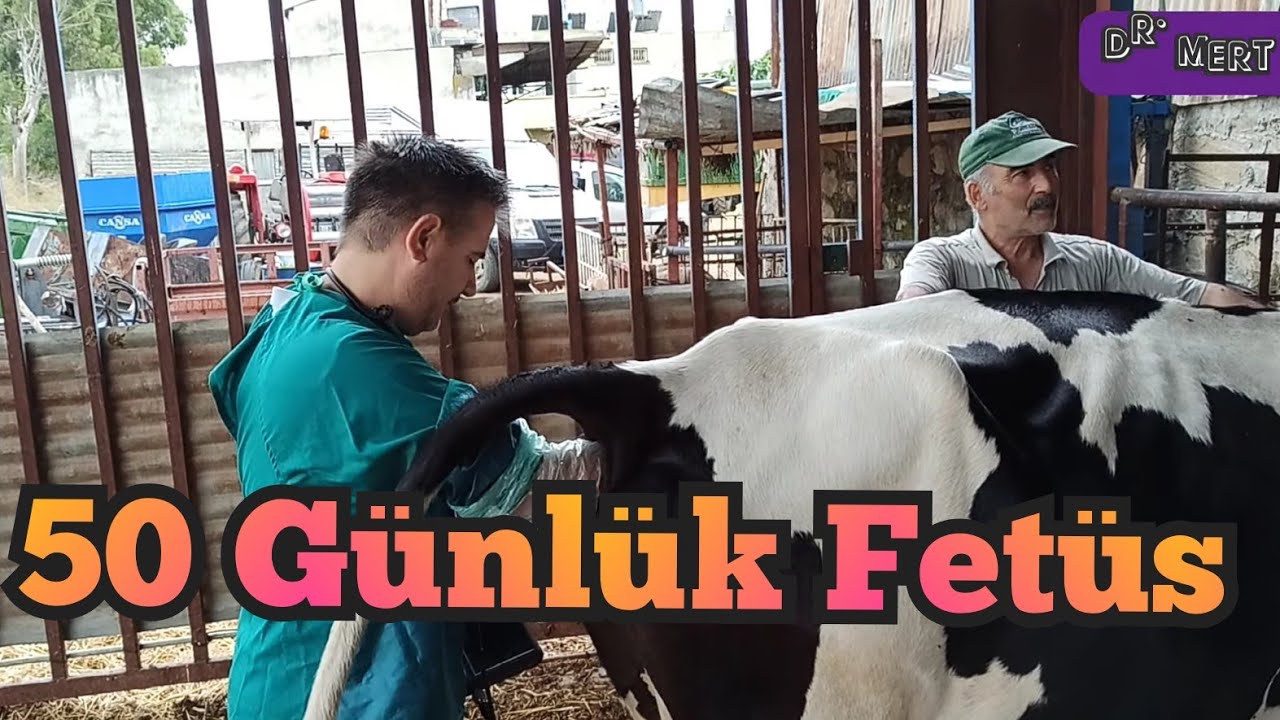 50 günlük gebe ineklerde  yavru nasıl gözüküyor? 