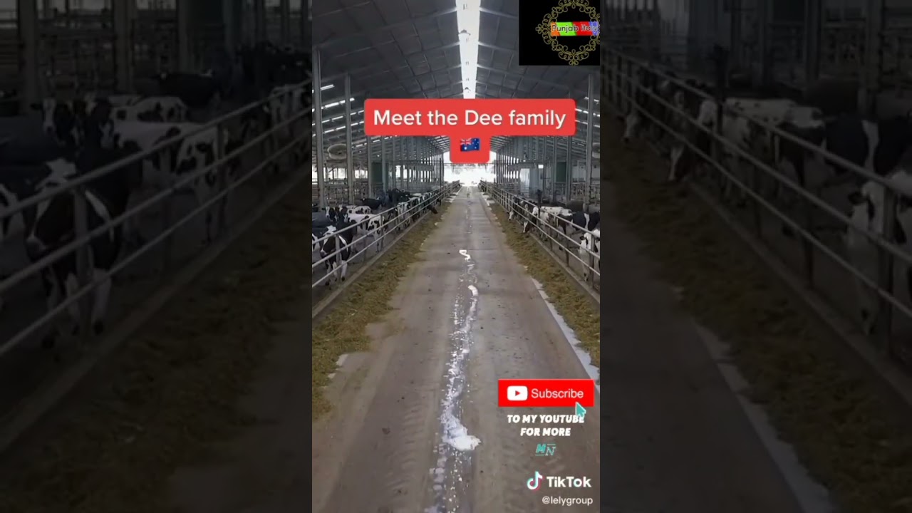 Italy dairy Italy dairy farm work visa salary in italy.job in italy.italy dairy farm work