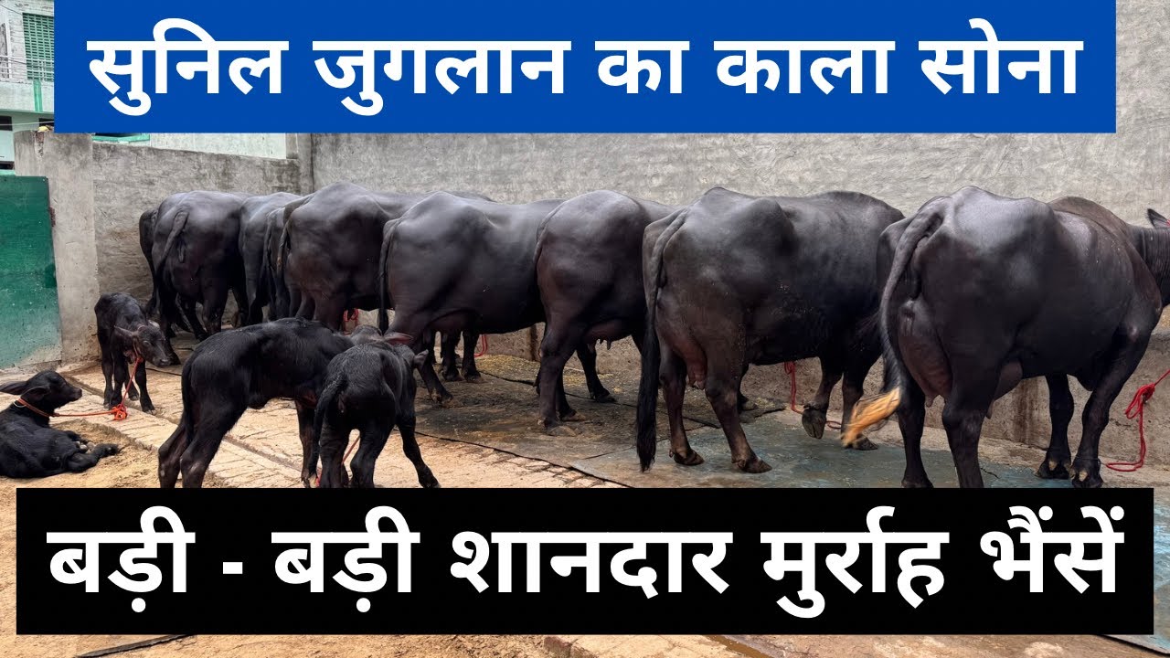 Sunil Juglan भाई का बेहतरीन पशुधन - बड़ी बड़ी शानदार भैंसे - Best Quality Buffaloes