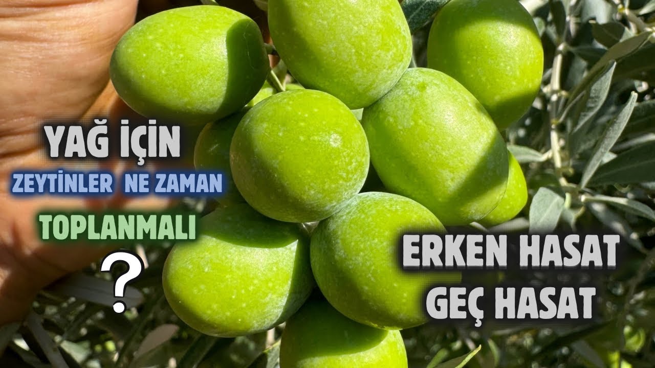 Erken hasat ve geç hasat nedir? Natural sızma zeytinyağ nedir?What is early harvest and late harvest