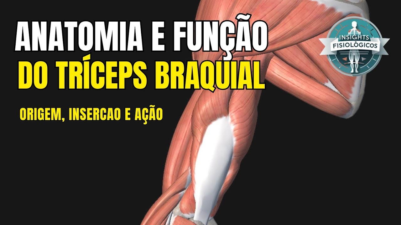 Anatomia e Função do Músculo Tríceps Braquial
