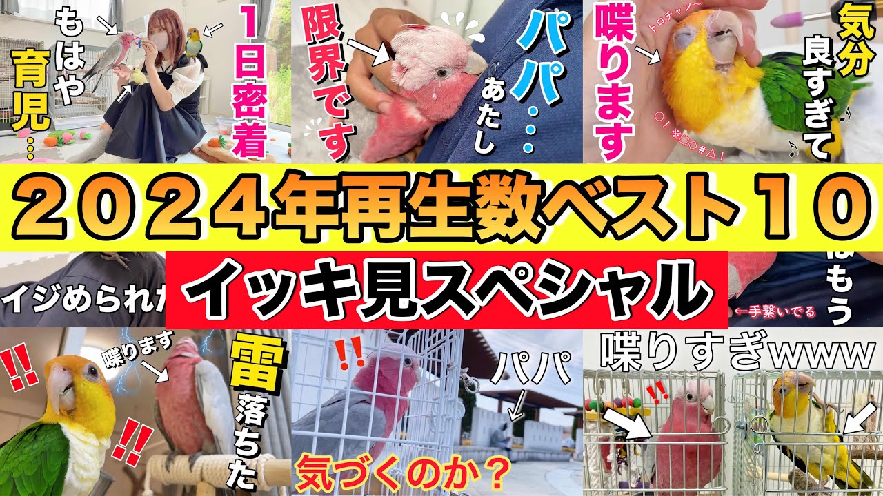 【イッキ見】2024年最も再生されたインコ・オウム動画10選！