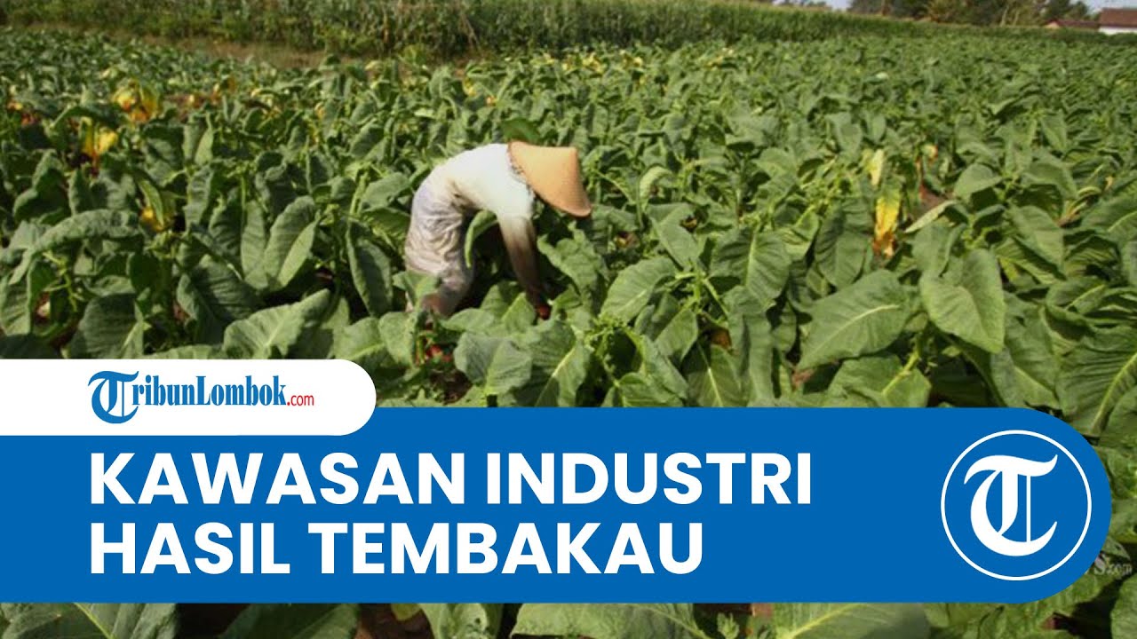 Pembangunan Kawasan Industri Tembakau di Lombok Timur, Sekda: Kebijakan Realistis Dongkrak DBHCHT