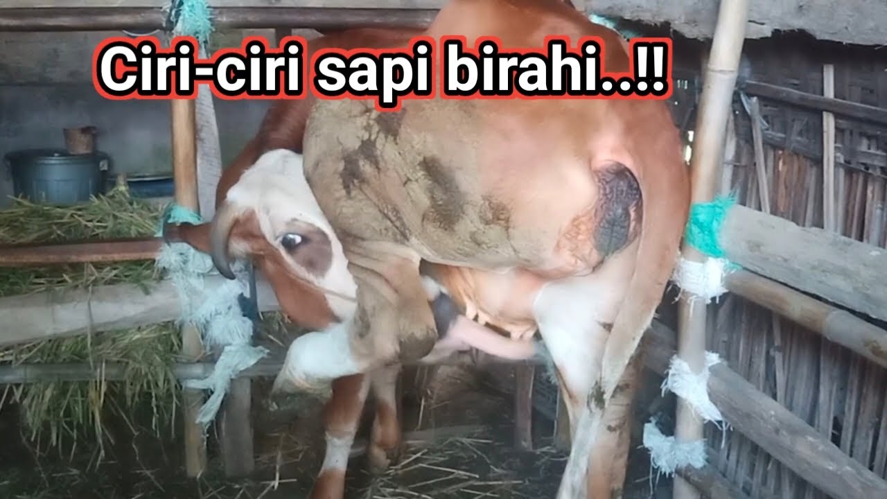 Ciri-ciri sapi birahi pemula harus tahu ini