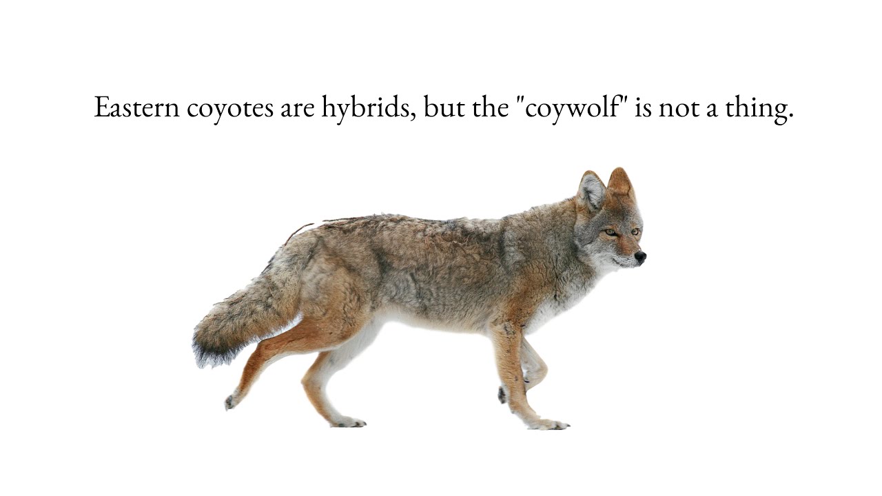 Eastern coyotes are hybrids, but the 