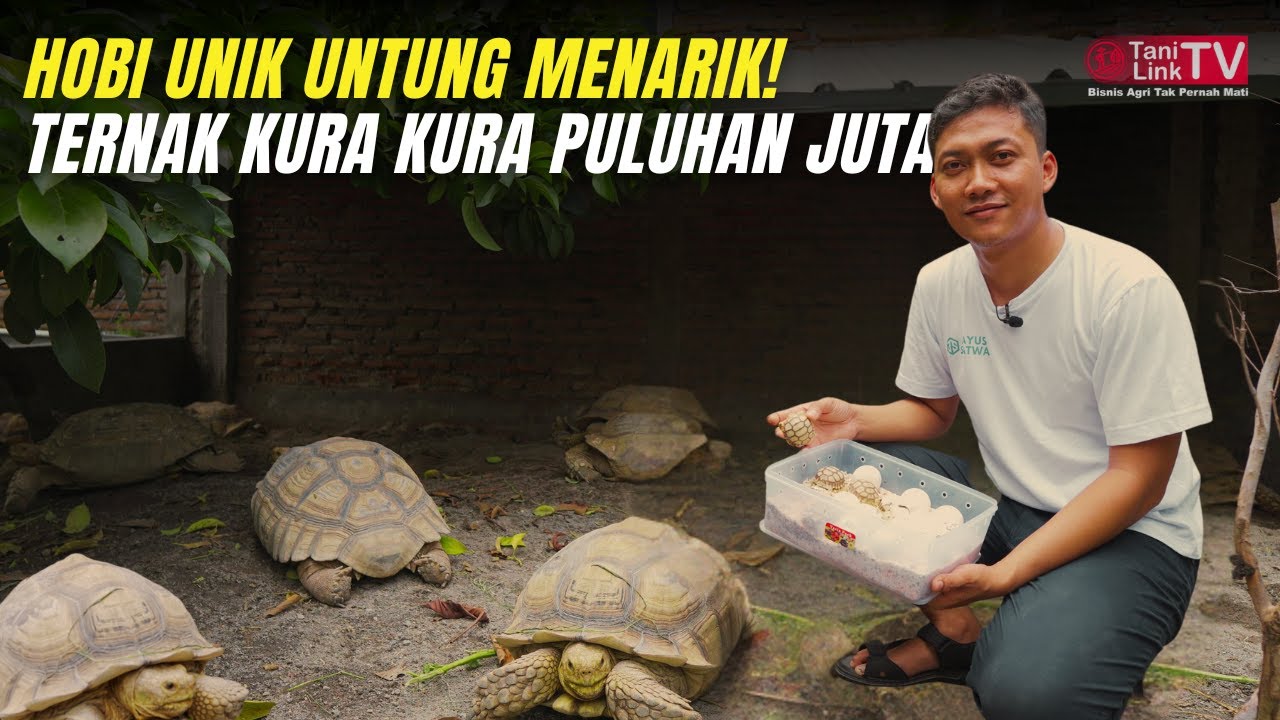 Sukses Ternak Kura-Kura Sulcata: Dari Hobi Jadi Untung Puluhan Juta