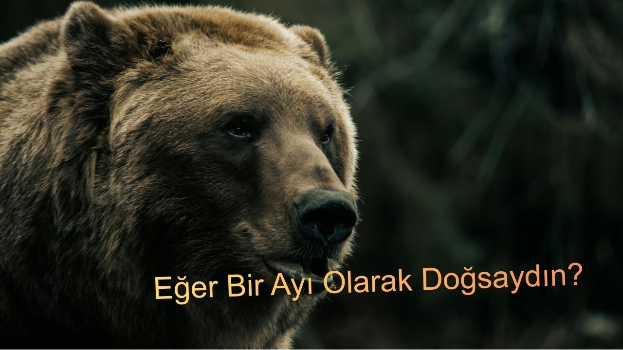 Eger Bir Ayı Olarak Doğsaydın ?