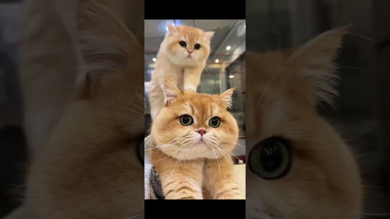 笑わずにはいられない！😹猫たちのドジ＆ハプニング特集🎥#猫 #おもしろ #FunnyCats