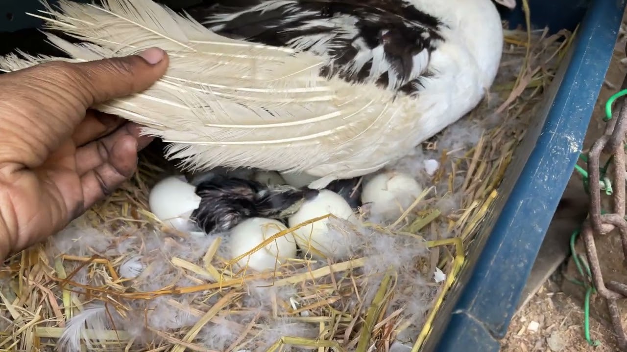 চিনা হাঁসের বাচ্চা ফুটানোর পর কি ভাবে যত্ন নিবেন।duck farming video..#duck #fullvideo 