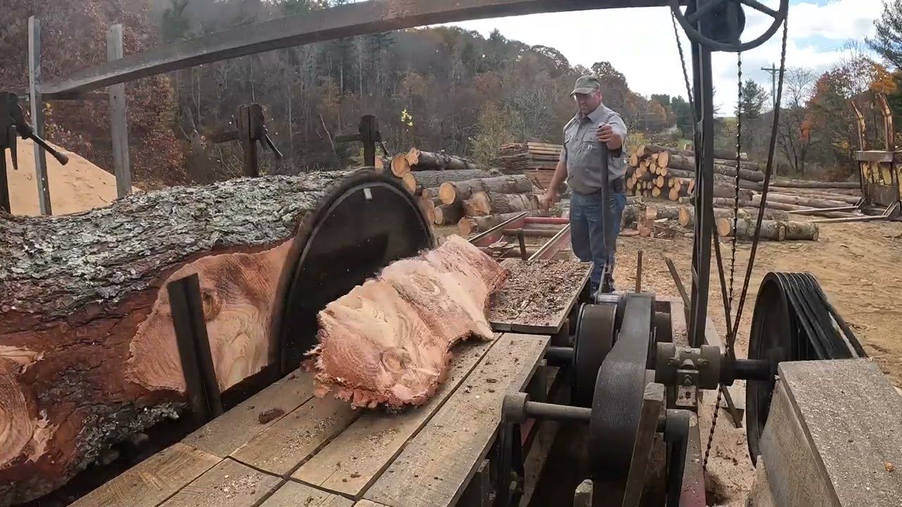 Sawing a Rough White Pine
