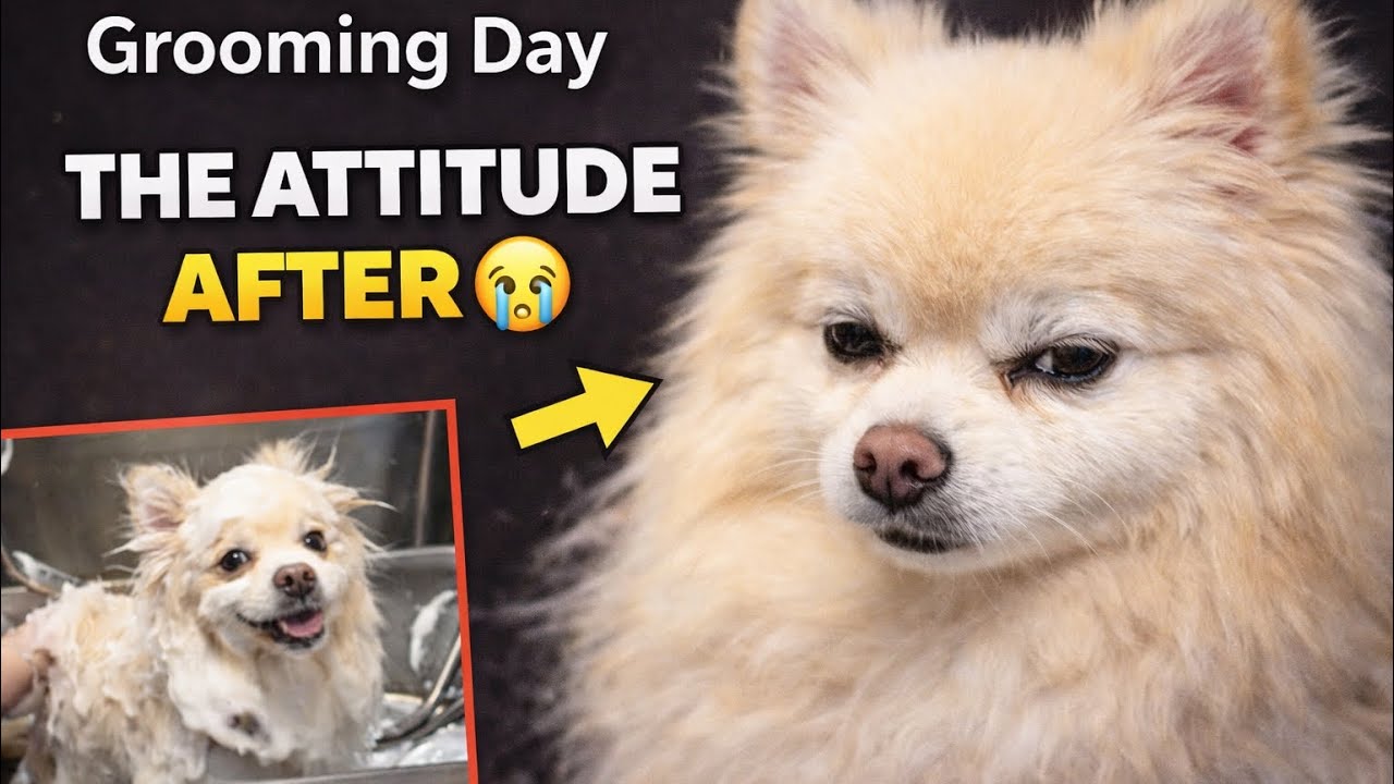 Carter’s Full Day Vlog 🐾 Walk, Grooming at PetSmart & Post-Groomer Attitude 😂 | Pomeranian Routine