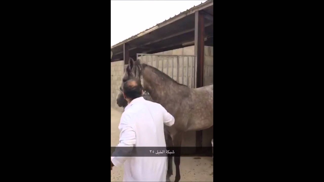 الجزء الأول من عسف الحقيل لمهره عربية جزيرية أصيلة   شبكة الخيل