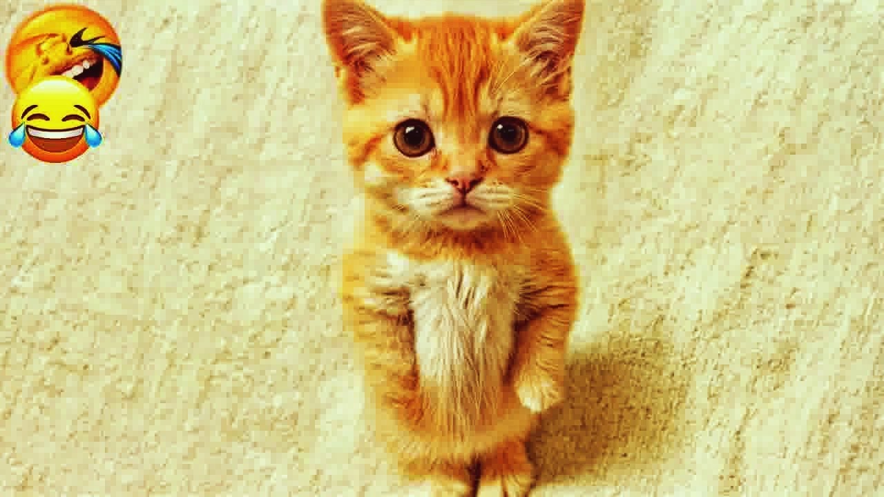 𝐅𝐮𝐧𝐧𝐲 𝐏𝐞𝐭𝐬 𝐖𝐡𝐨 𝐀𝐫𝐞 𝐁𝐨𝐮𝐧𝐝 𝐓𝐨 𝐌𝐚𝐤𝐞 𝐘𝐨𝐮 𝐋𝐚𝐮𝐠𝐡 😻🤣𝐃𝐎𝐆𝐒 𝐚𝐧𝐝 𝐂𝐀𝐓𝐒 𝐕𝐢𝐝𝐞𝐨𝐬