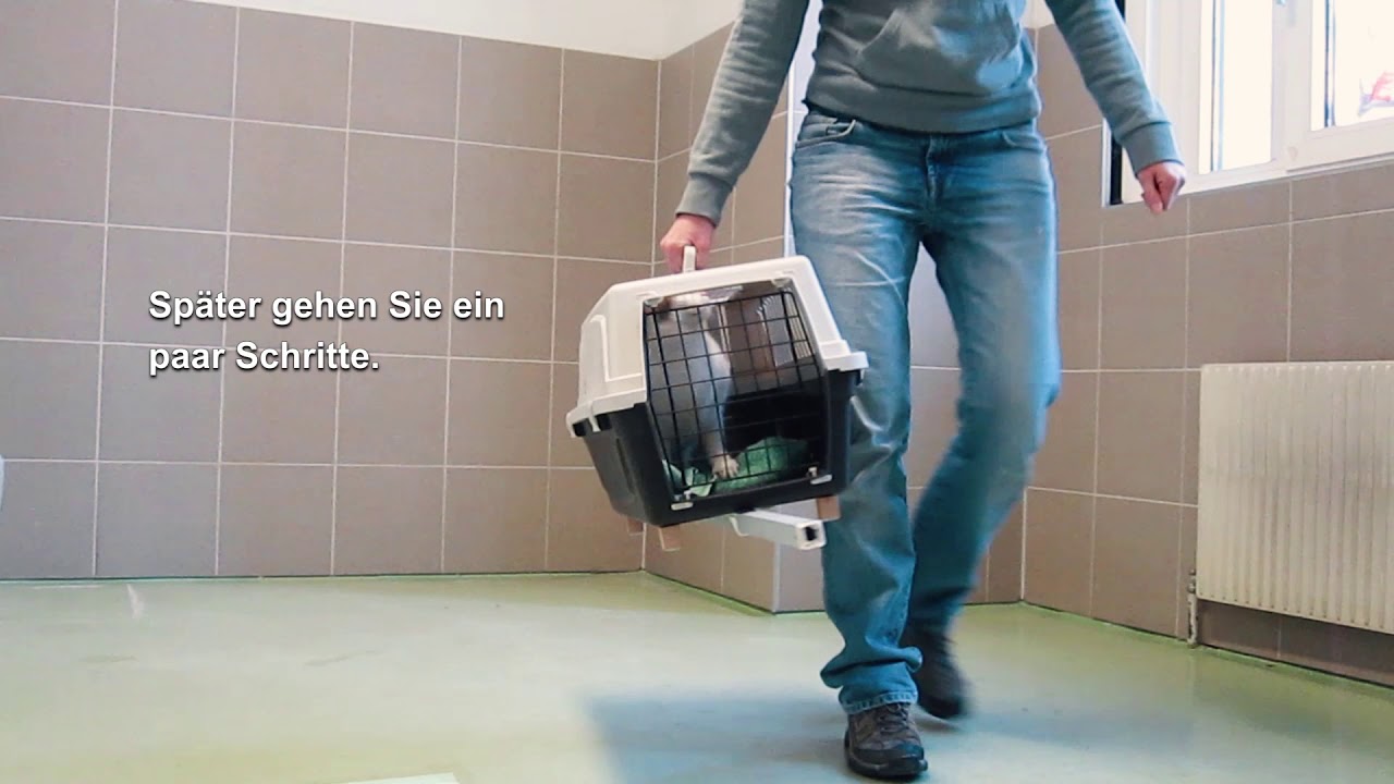 Katzentransport-Training für Katzen kurz gefasst