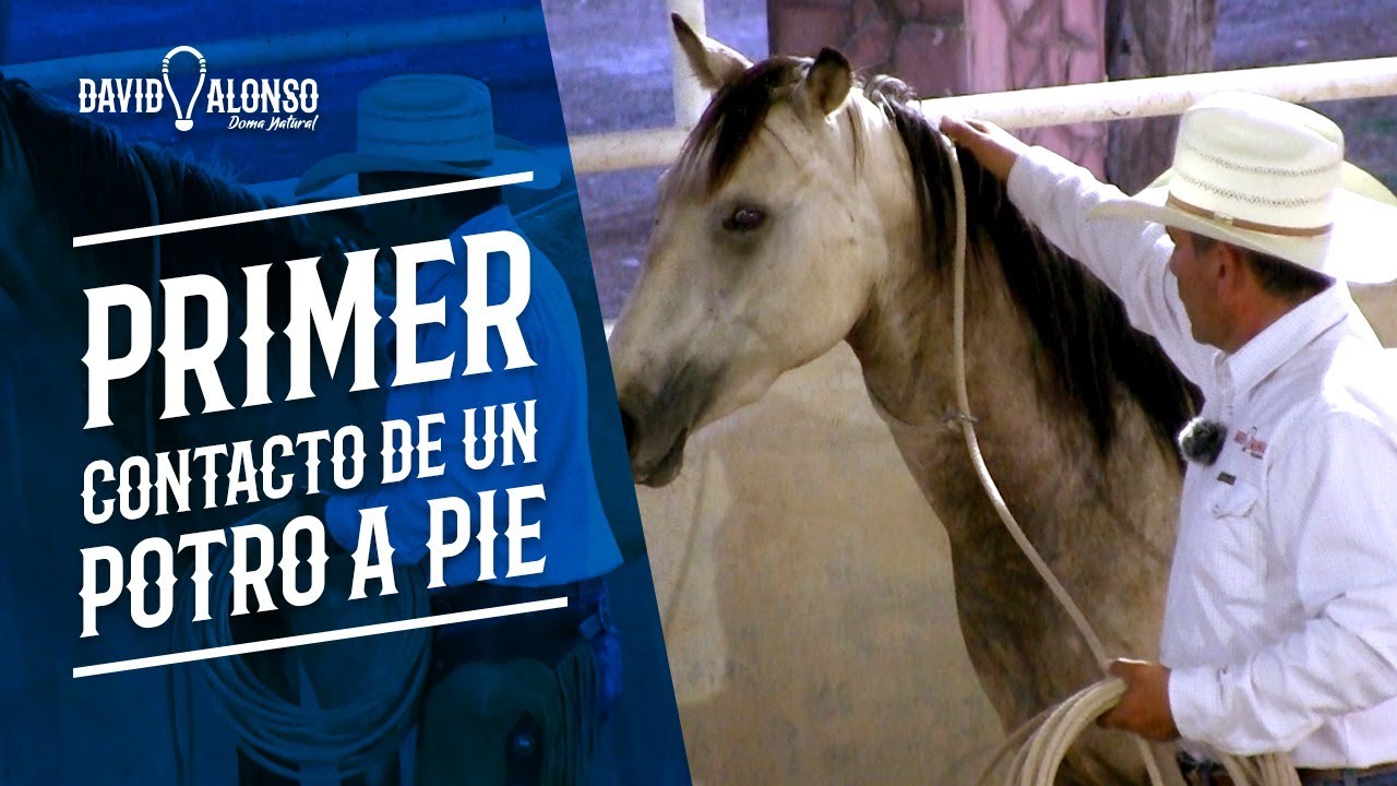 El primer contacto con un potro a pie