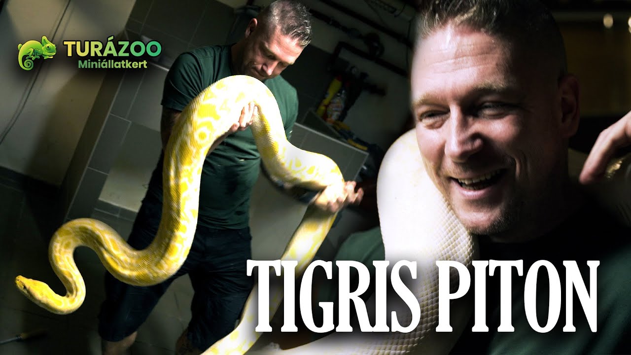 A tigrispitonok nyomában :)