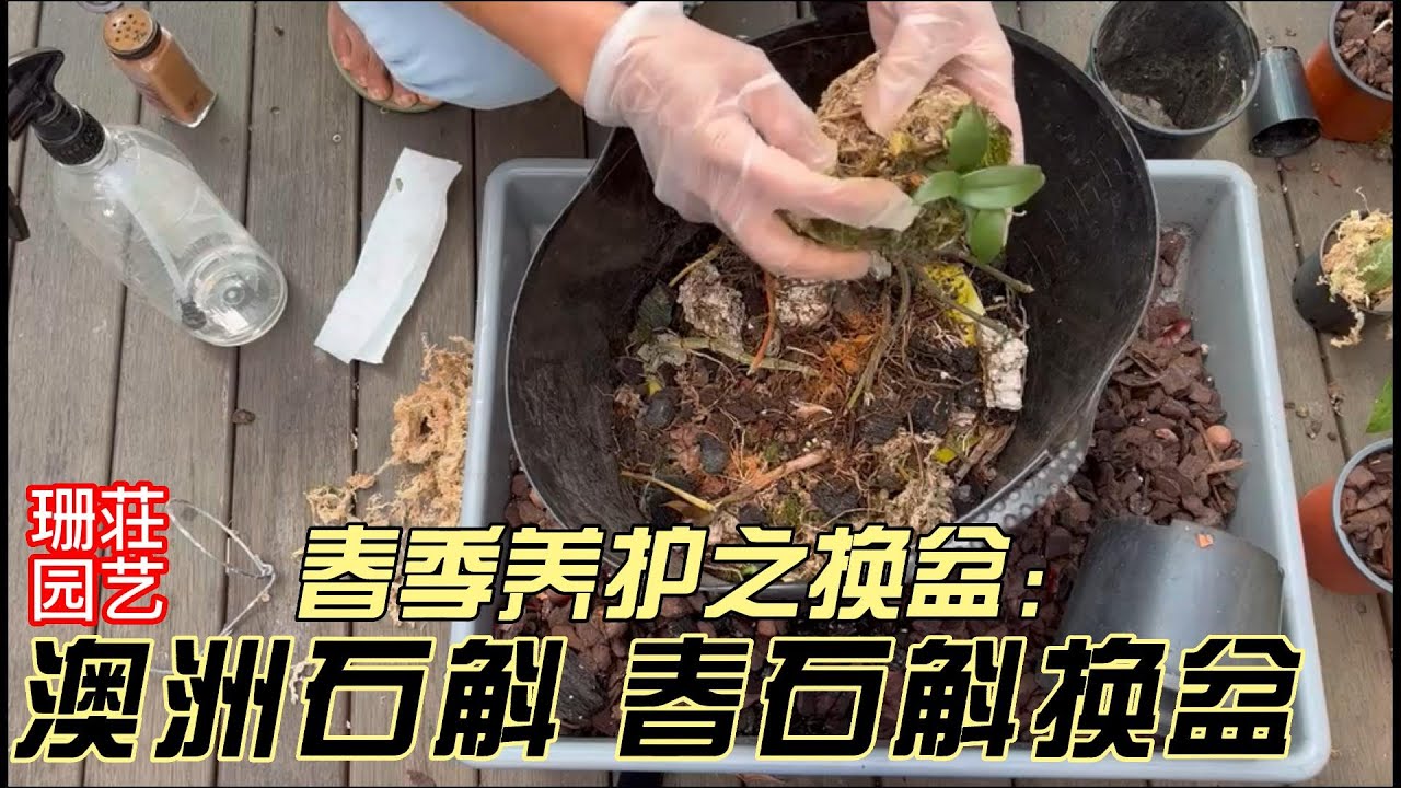 182 春季养护之换盆 澳洲石斛 春石斛换盆