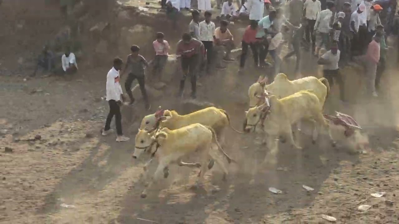 Bullock Cart Race - बैलगाडा शर्यत