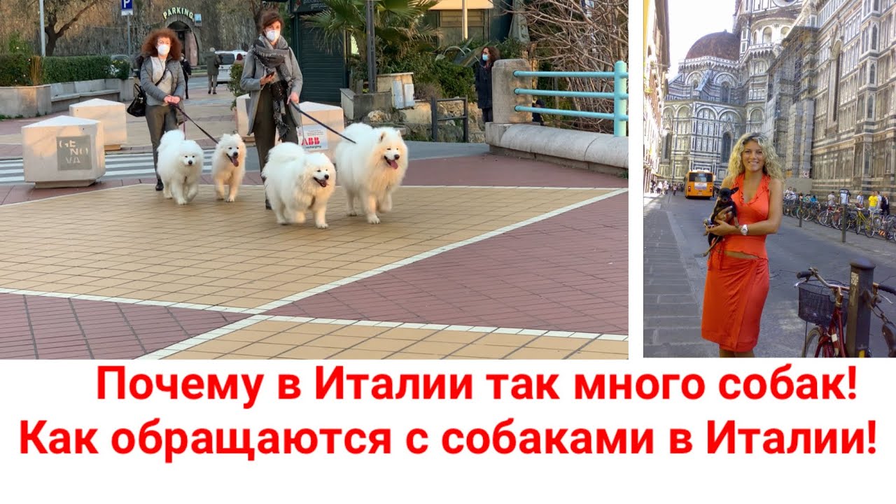 Почему в Италии так много собак! Как обращаются с собаками в Италии!