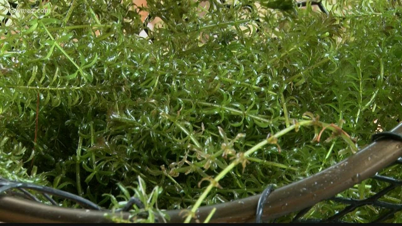 Lake Sinclair homeowners frustrated with Georgia Power over invasive plant growth