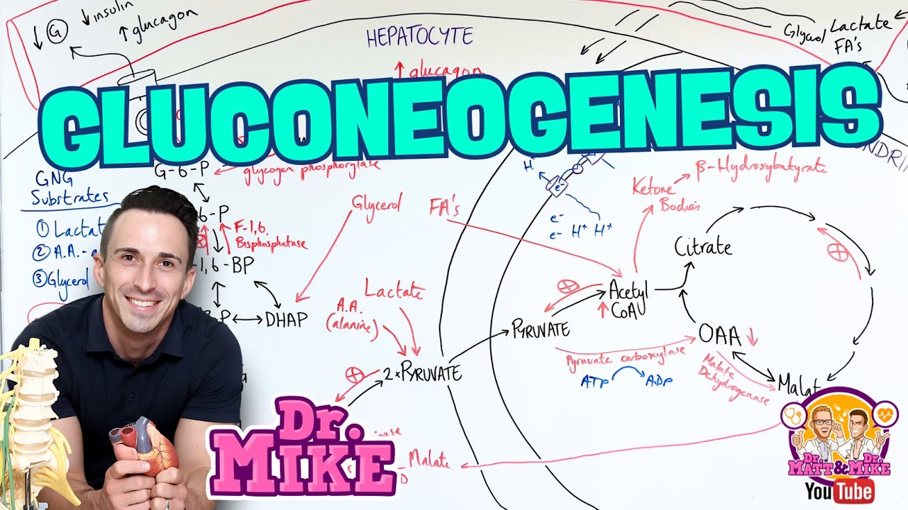 Gluconeogenesis | Everything you need to know!