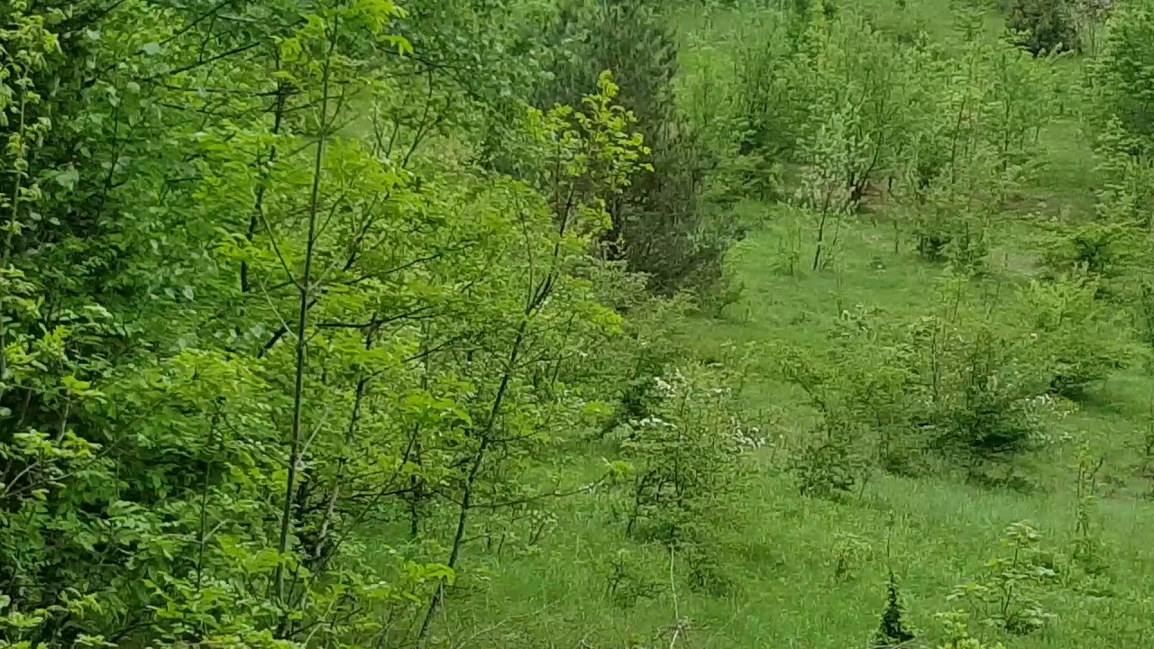 lov na Vuka