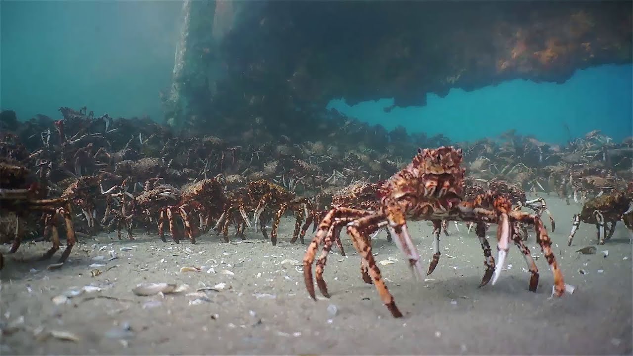 Spider Crab Migration Melbourne