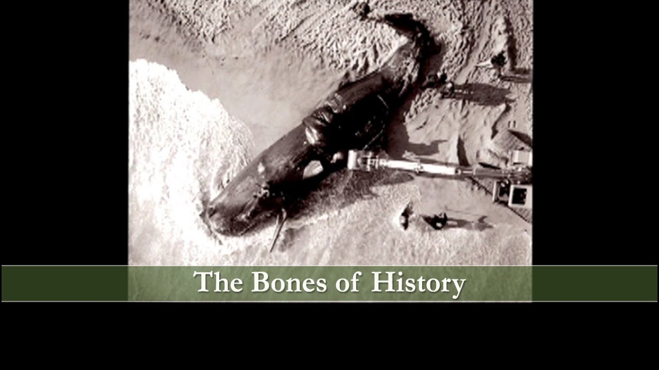 Bones of History, the Sperm Whale that Washed Up on Nantucket Shore