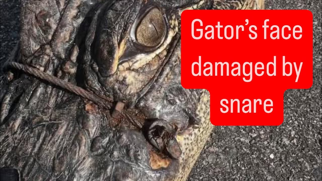 Gators face damaged by snare