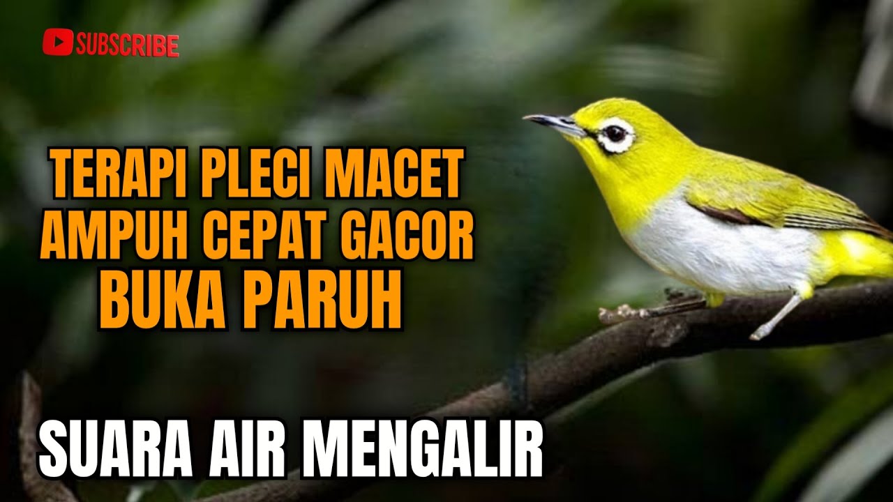 TERAPI AMPUH BUAT BURUNG PLECI MACET AUDIO JERNIH CEPAT BUKA PARUH