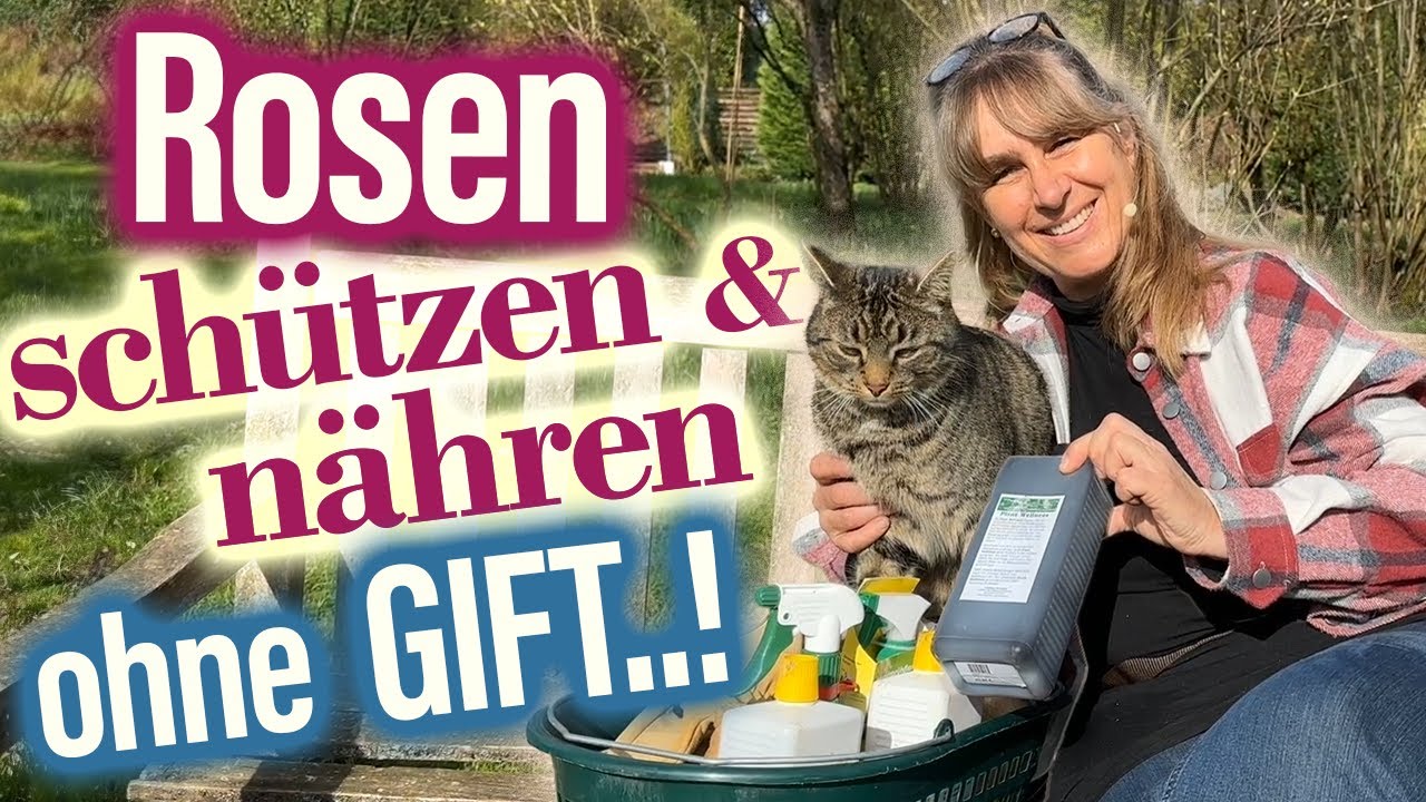 ROSEN Saison starten: säubern - spritzen - schützen - DÜNGEN - pflegen im Frühjahr - 🌹🌞 JETZT!