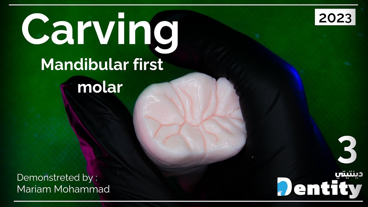 Mandibular First Molar Carving | نحت الضرس السفلي الأول