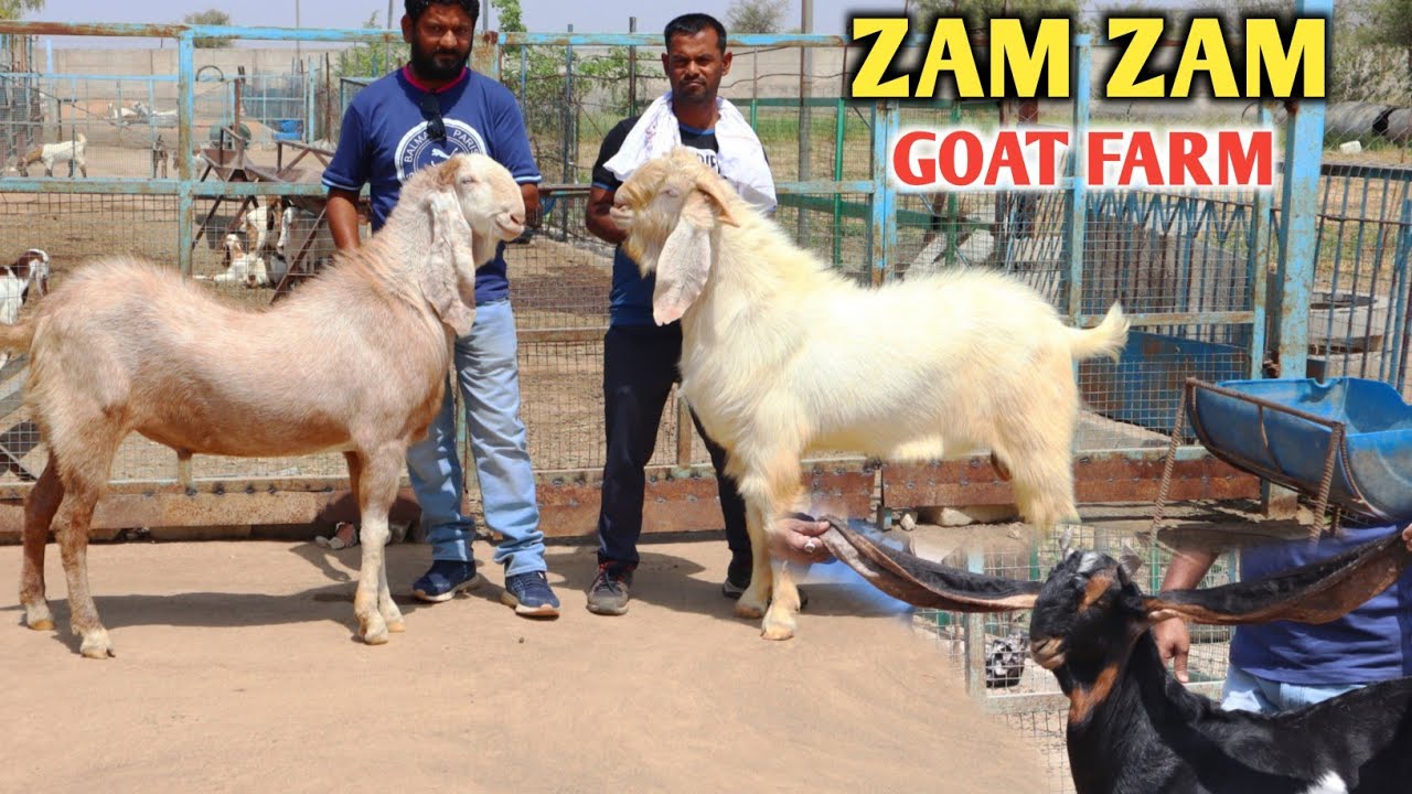 Zam Zam Goat Farm Full Tour Biggest Goat & Top Class Blood Line Goat's