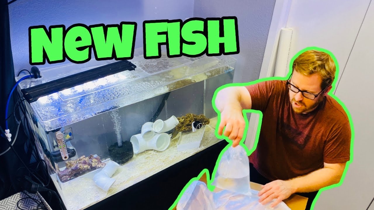Unboxing EXPENSIVE Saltwater Fish and STRANGE ALIEN LIKE Creatures