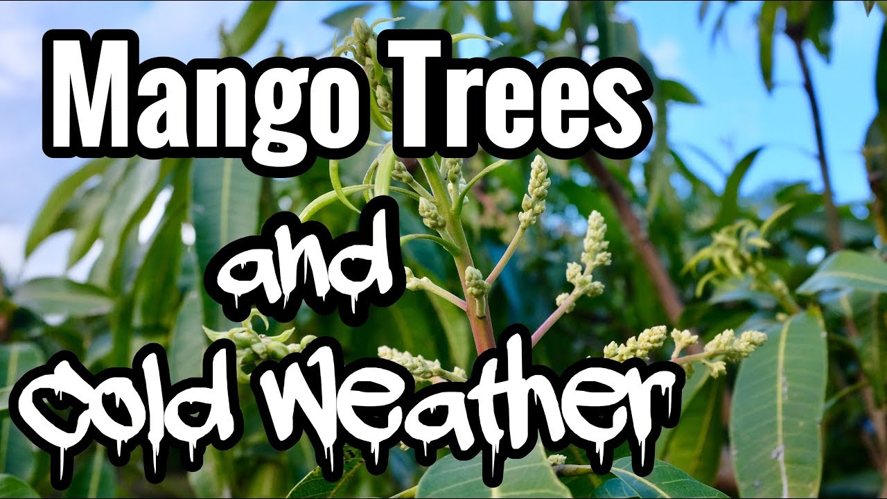 Mango Trees and Cold Weather