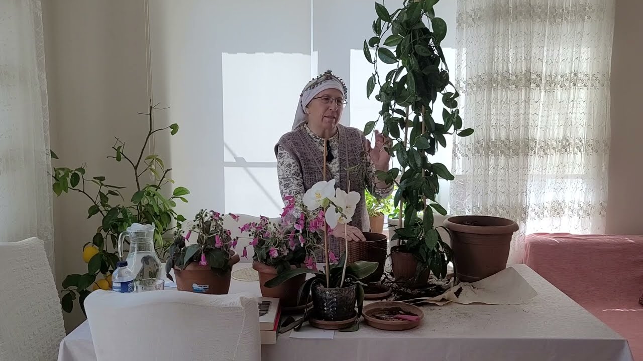 MUM ÇİÇEĞİ SAKSI DEĞİSİMI NASIL OLUR