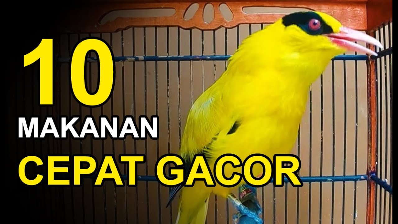 10 Makanan Burung KEPODANG Agar GACOR dan FIGHTER