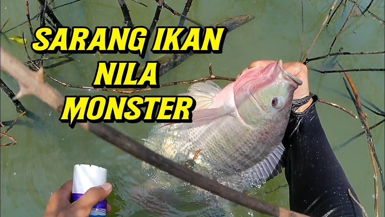 PASER IKAN ] BANYAK IKAN NILA MONSTER DI SEMAK-SEMAK !!!