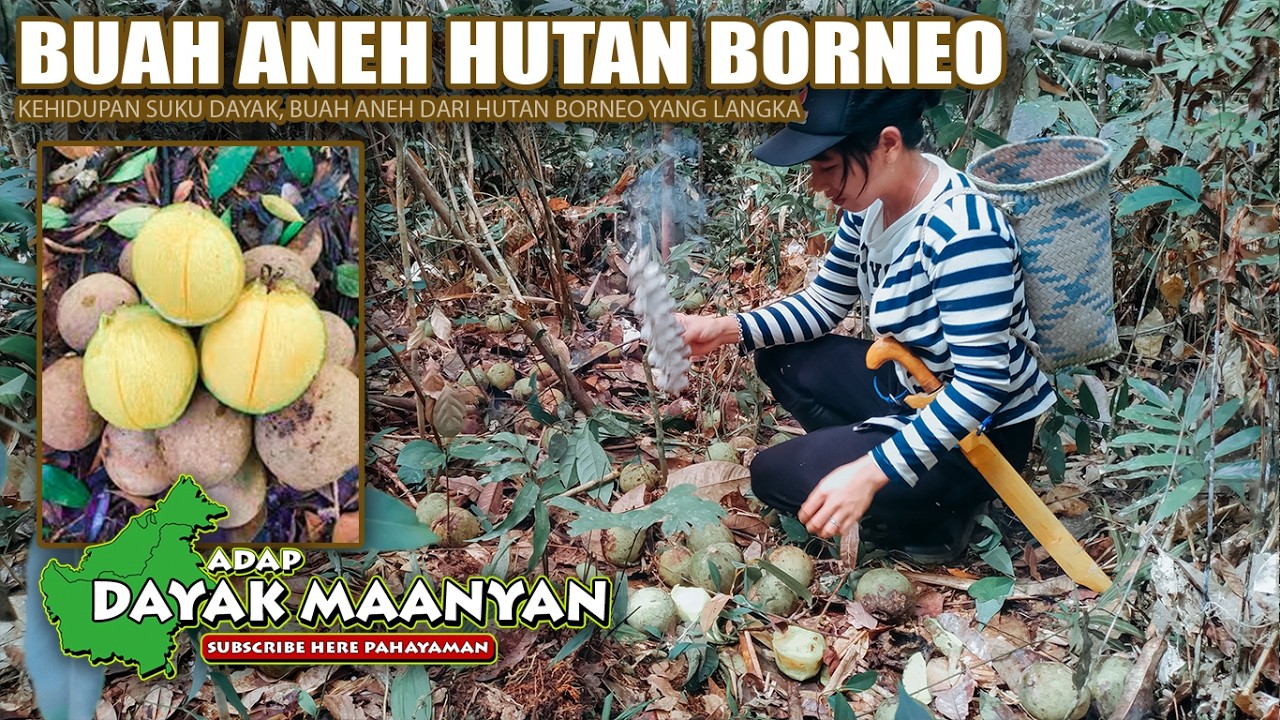 Kehidupan Suku Dayak, Buah Aneh di Hutan Borneo!