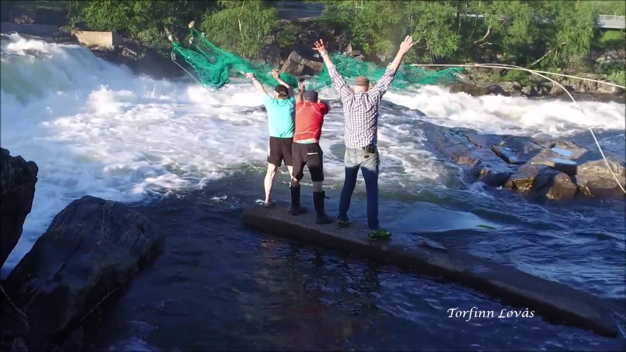 Käpälä fisket i Skoltefossen 02.07.18